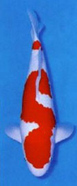 Kohaku